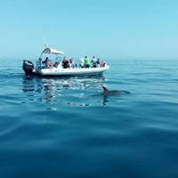 Alcudia Sea Explorer - Boat trips
